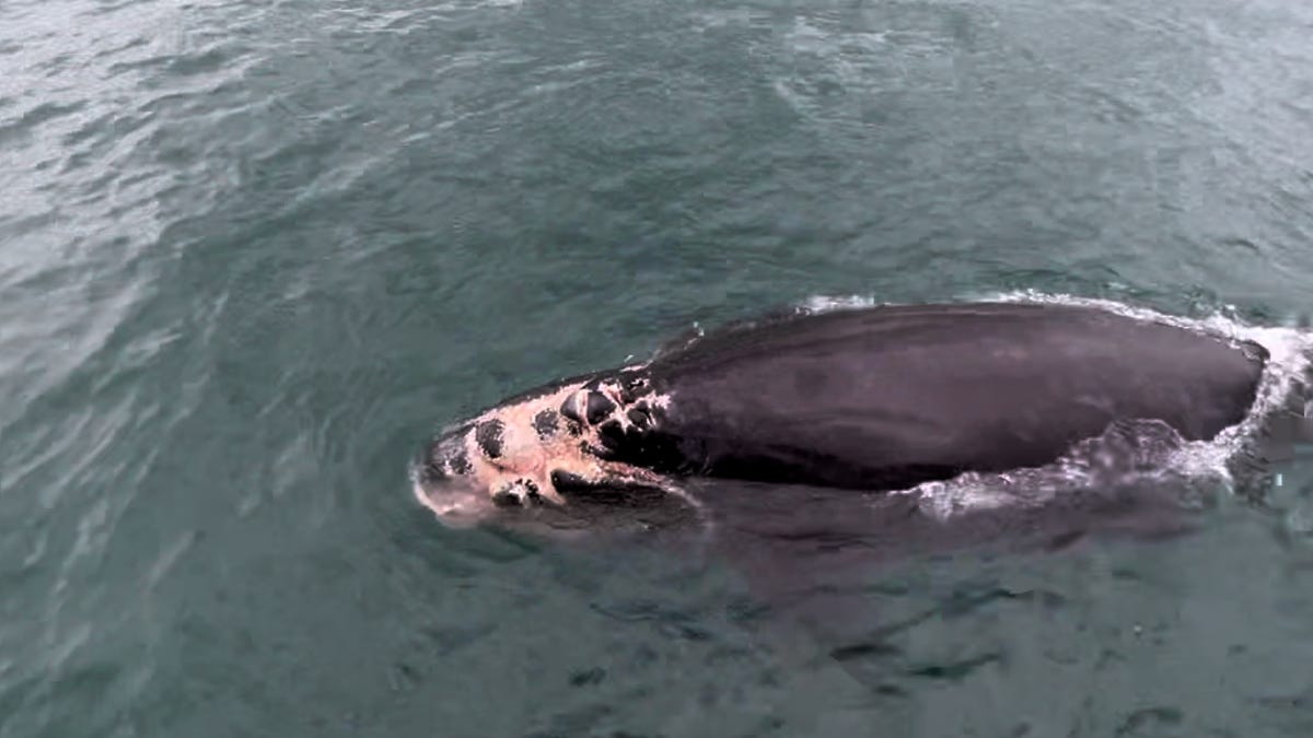 Featured image for "Rising Concern: 37th North Atlantic Right Whale Found Dead near Martha's Vineyard"