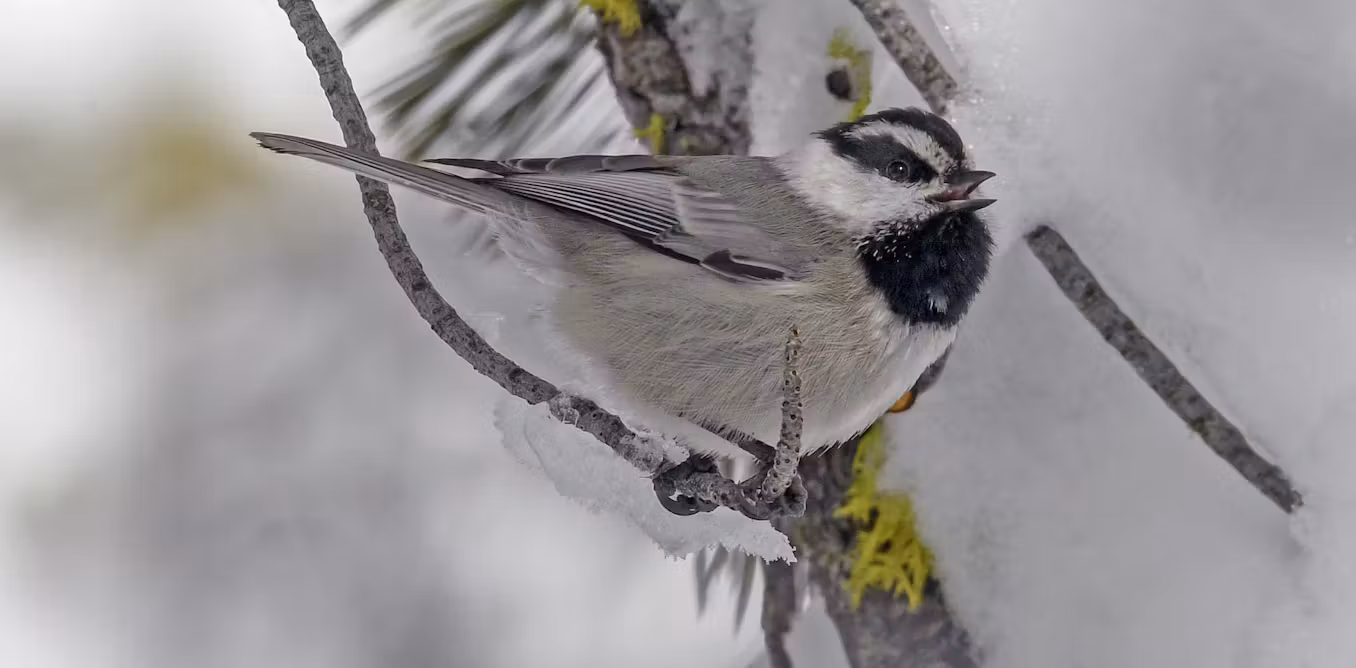 Featured image for Scientists Decode Mountain Chickadee's Complex Calls