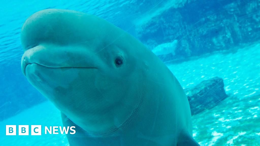 Featured image for Ontario Marine Park Considers Euthanizing 30 Beluga Whales Without Emergency Funds