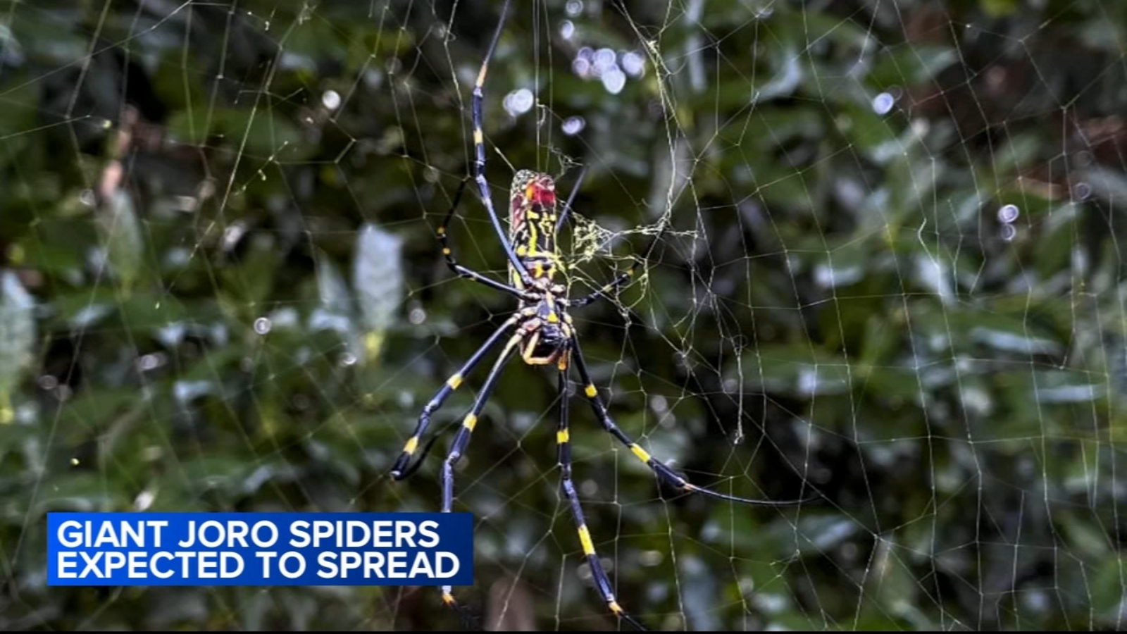Featured image for Venomous Flying Joro Spiders Spreading Across the East Coast