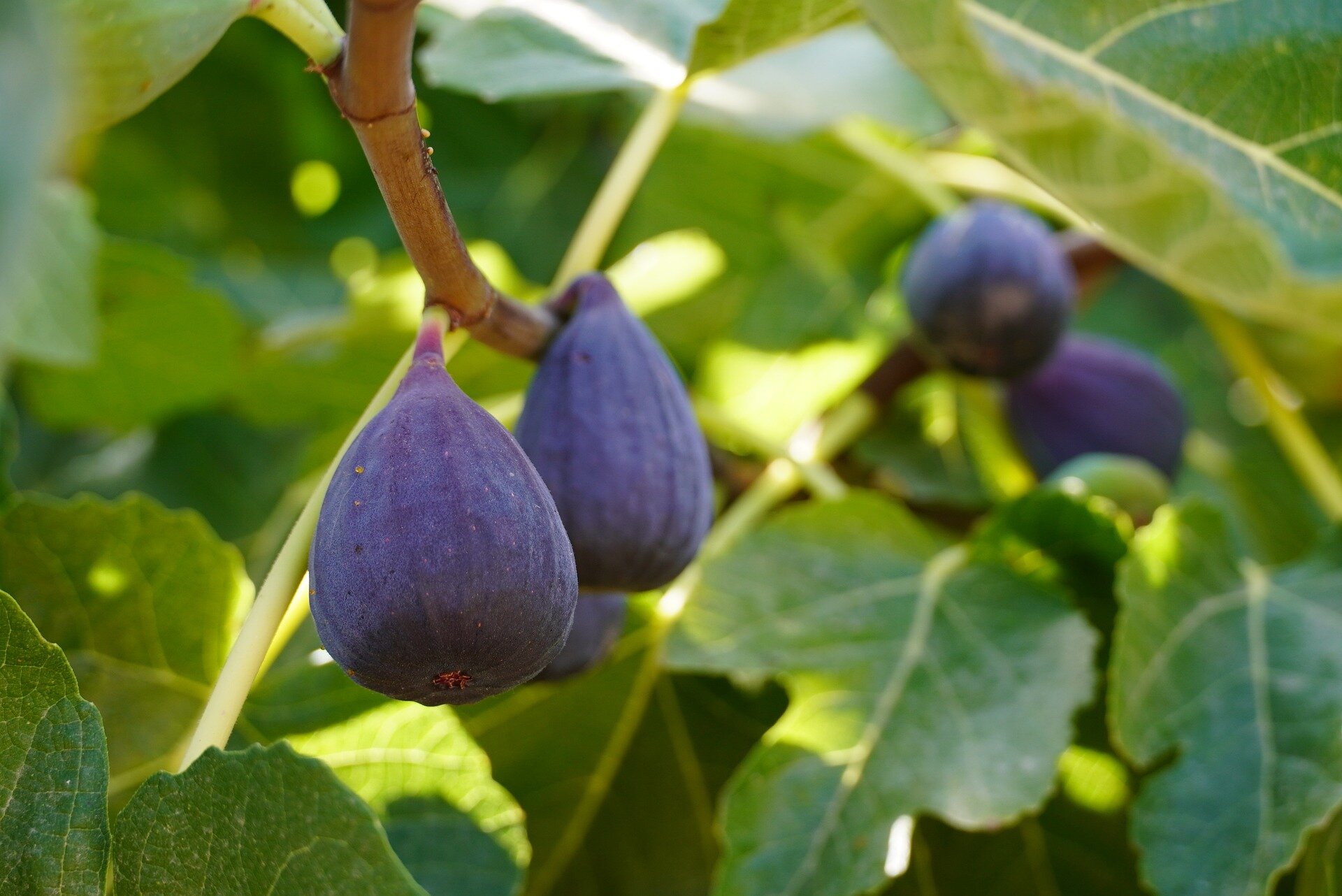 Decoding the Complex Evolution of Figs