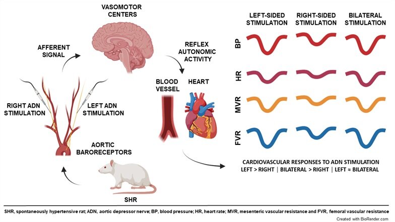 Featured image for Examining Blood Pressure Laterality in Cardiovascular Disease Progression.