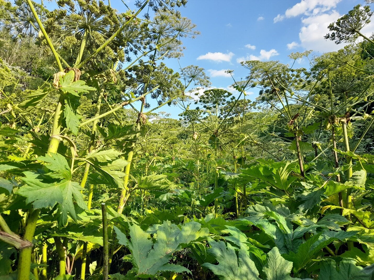 Featured image for "Surprising Genetic Abundance Found in Poisonous Invasive Plant"