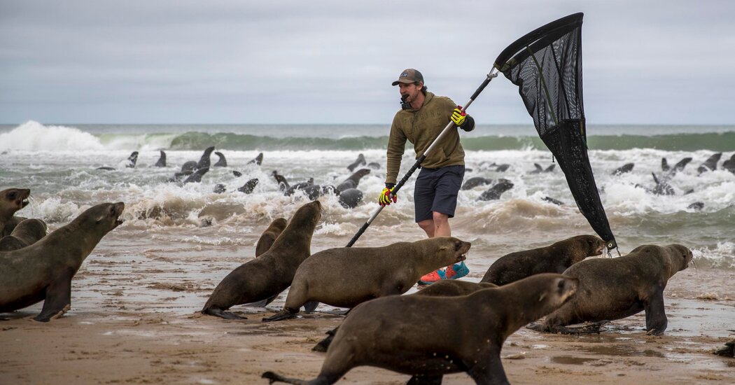 Featured image for "Rescuing Seals: Battling Plastic Pollution in the Seas"