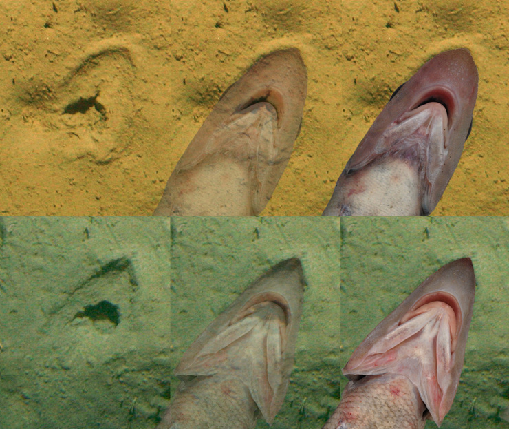 Unveiling the Enigma: Deep-Sea 'Hoofprints' Mystery Finally Resolved