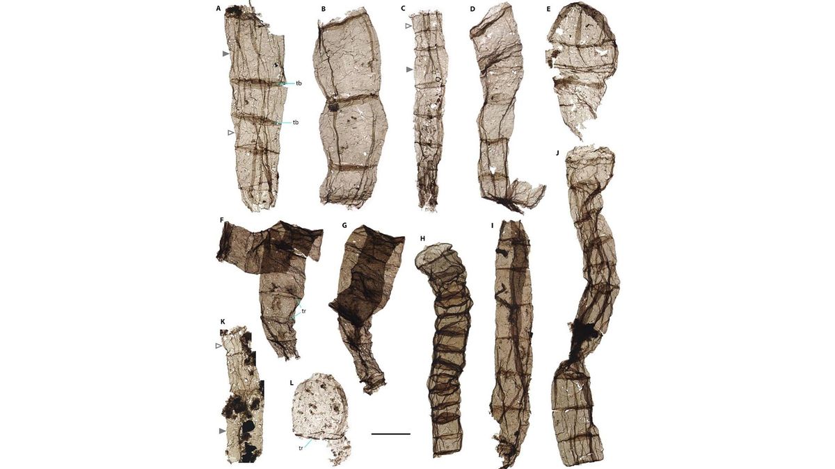 Featured image for "Discovery of 1.6 Billion-Year-Old Multicellular Fossils in North China"