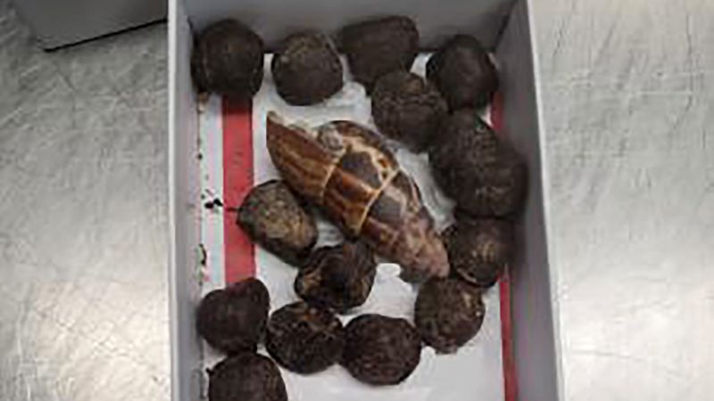 Featured image for "Unusual Find: Customs Seizes Box of Giraffe Poop at Minnesota Airport"