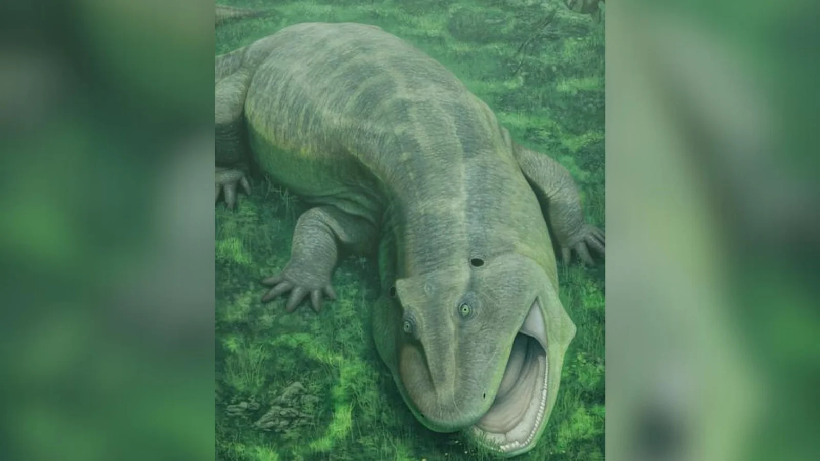 Ancient 'living fossil' tetrapod boasted sideways teeth and a twisted jaw