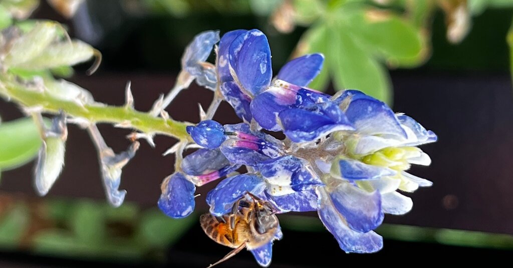 Featured image for "Winning Words: February 8, 2024 Spelling Bee Answers"