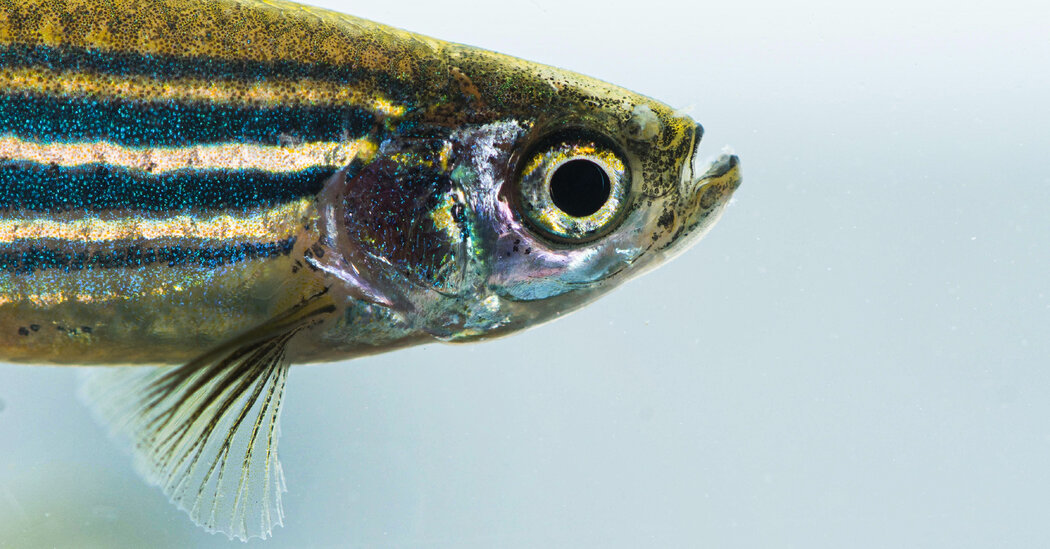 Featured image for New Study Links Human Hand Evolution to Anus Development