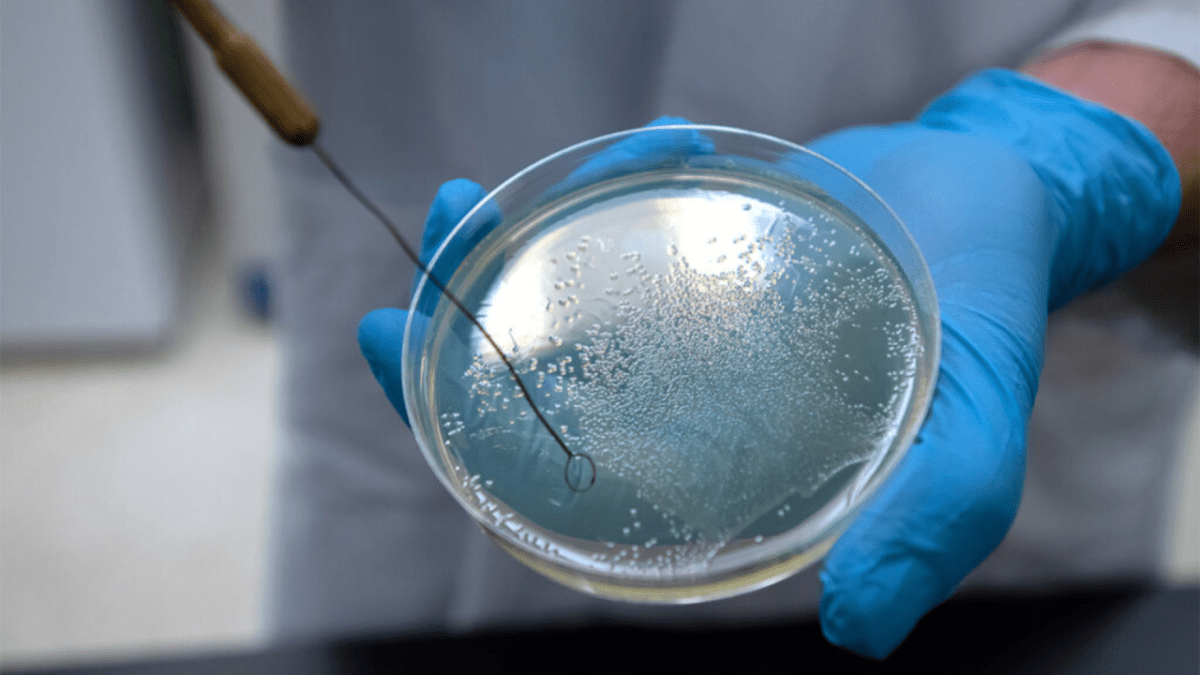 "Deadly Bacteria's Vampiric Thirst for Human Blood Uncovered in Study"