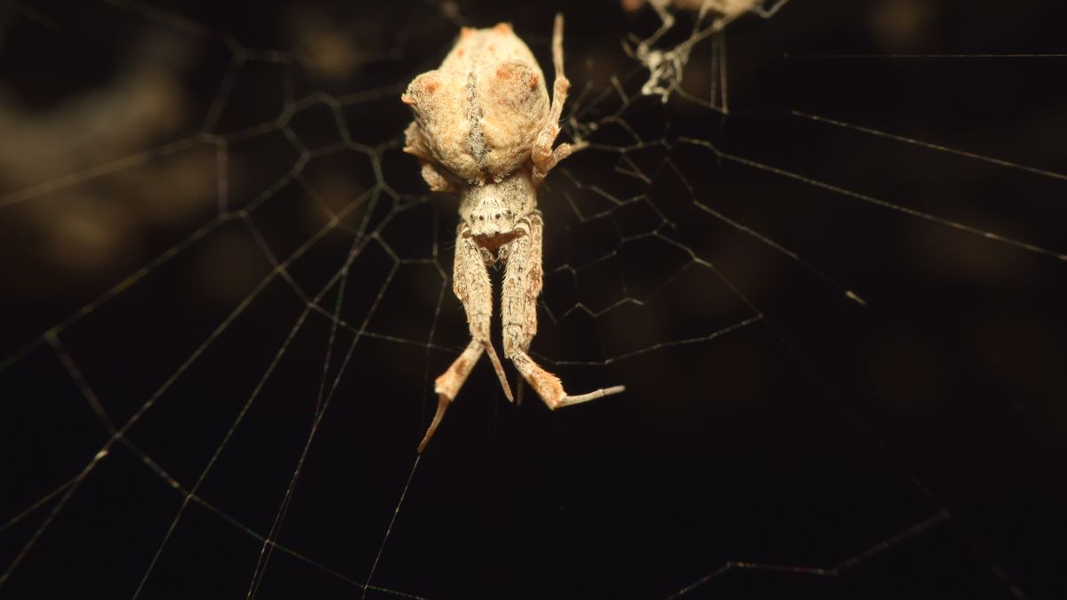 Featured image for "Bizarre Spider Feeds by Drenching Prey in Deadly Digestive Fluids"