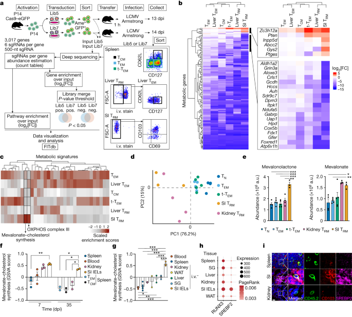 Featured image for Unleashing T Cell Tissue Residency for Enhanced Tumour Immunity