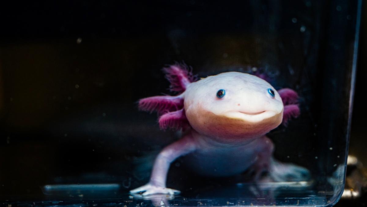Featured image for Axolotls' limb regeneration secrets could revolutionize human healing
