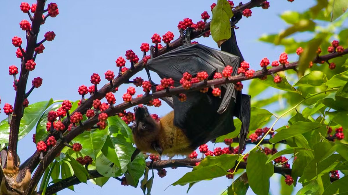 Featured image for "Uncovering the Diabetes-Curing Potential of Sugar-Loving Fruit Bats' Genes"