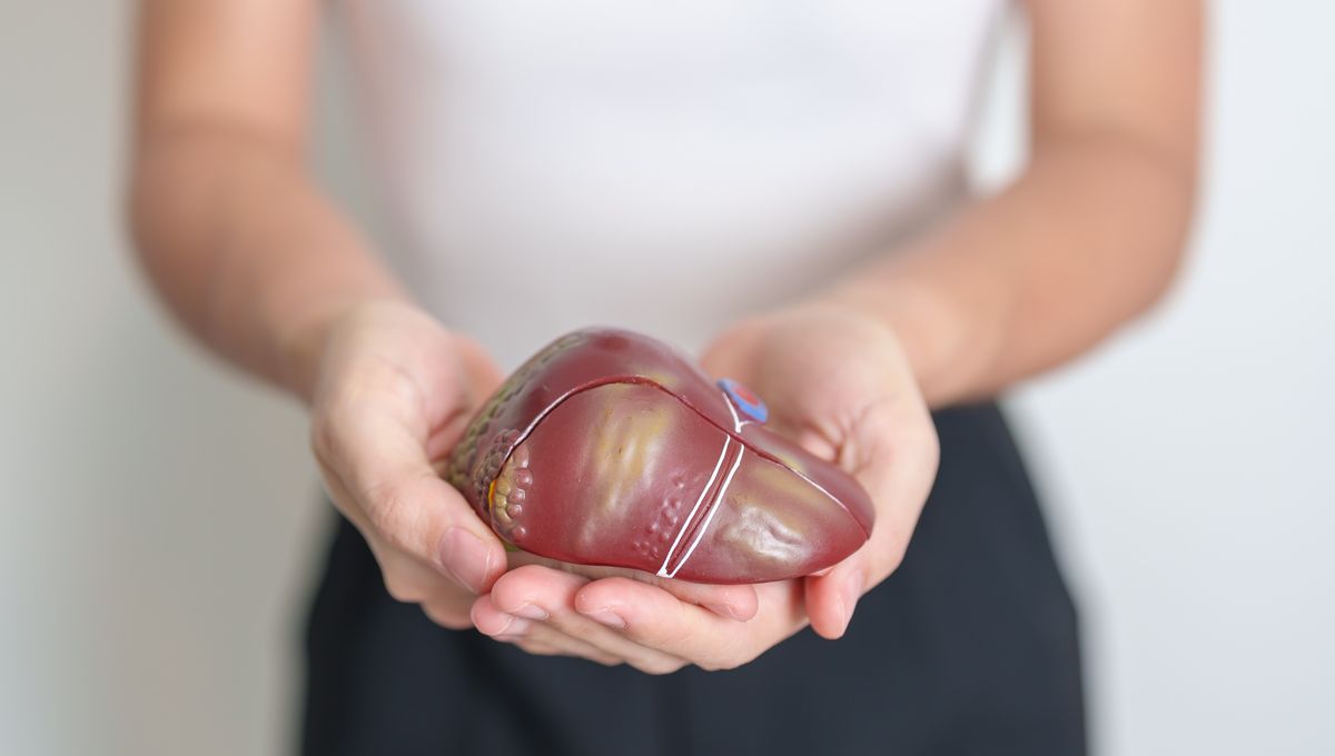 Featured image for Heavy Drinking Can Permanently Impair Liver Healing, Even After Quitting