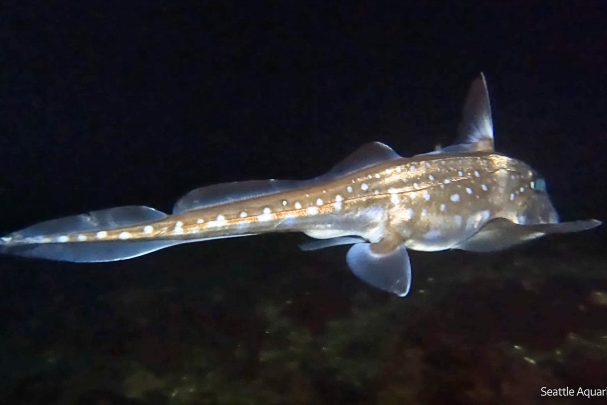 Featured image for Ghost Sharks' Forehead Teeth Aid in Mating