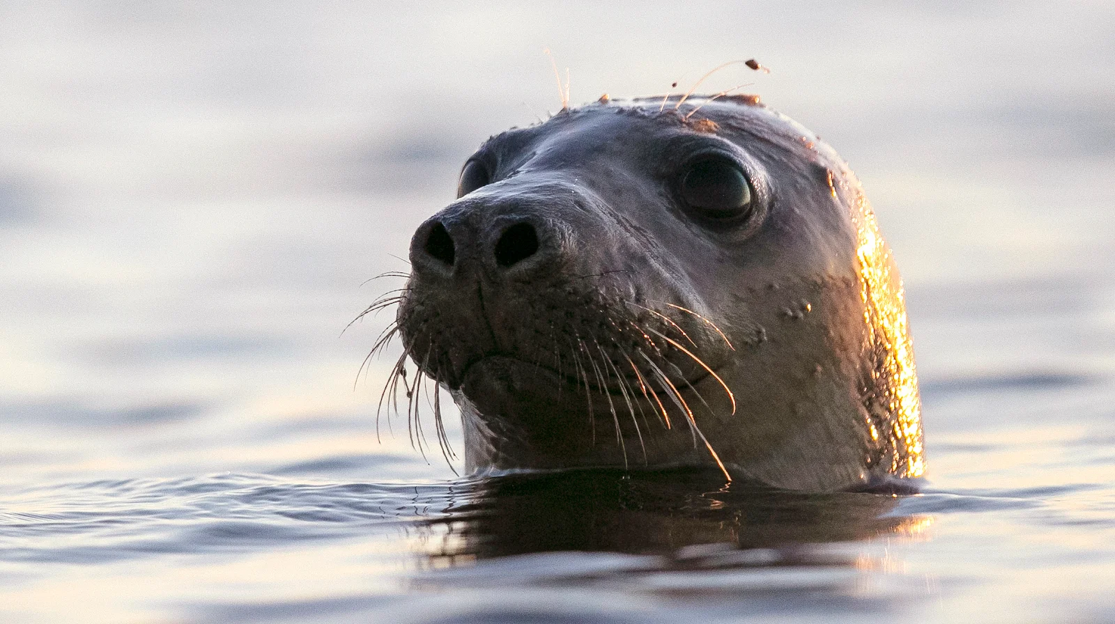 Avian Flu Spreads to Marine Mammals in Deadly Outbreaks.