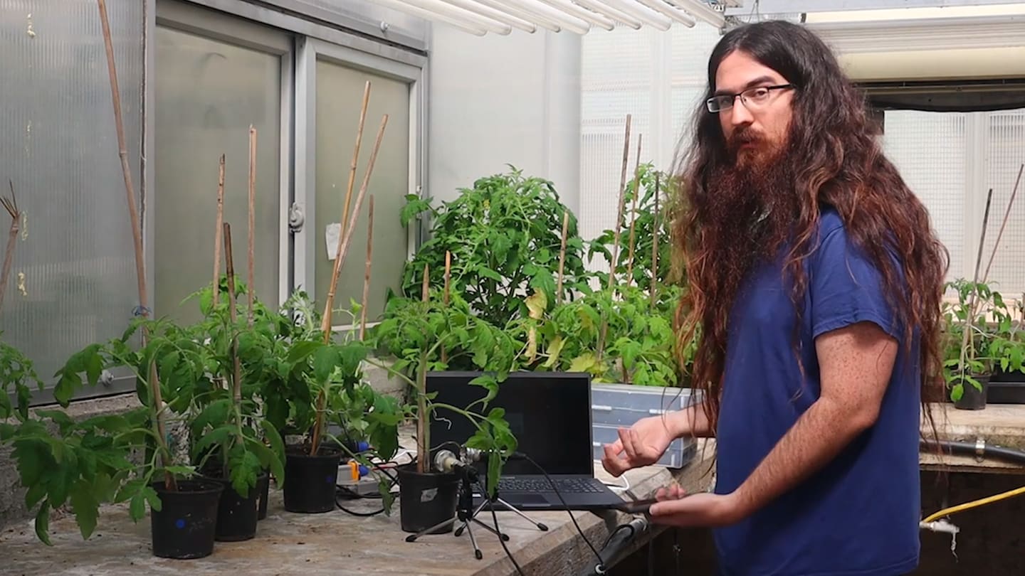 The Secret Sounds of Stressed Plants