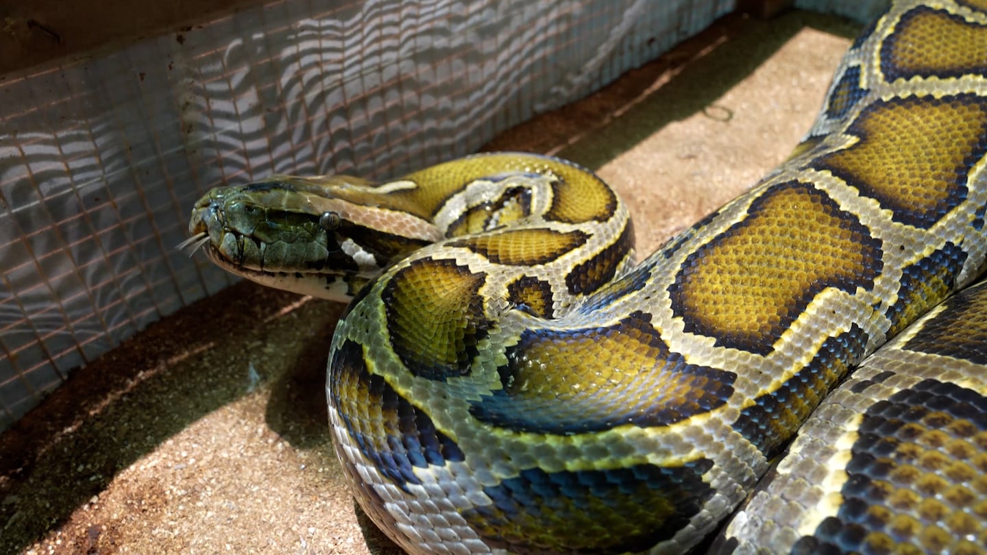 Featured image for "Python Meat: A Sustainable Solution to Food Insecurity and Climate Impact"