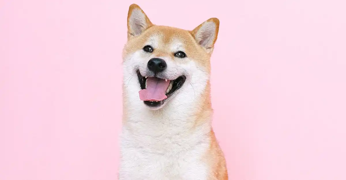 Shiba Inu: Large Transactions Surge 1,058% Amid Speculation and Price Predictions