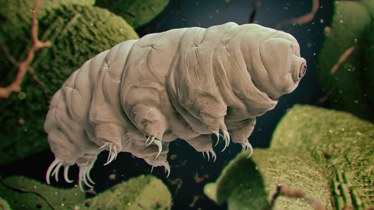 Featured image for "Unveiling the Secret Weapon: How Tardigrades Achieve Near-Invincibility"
