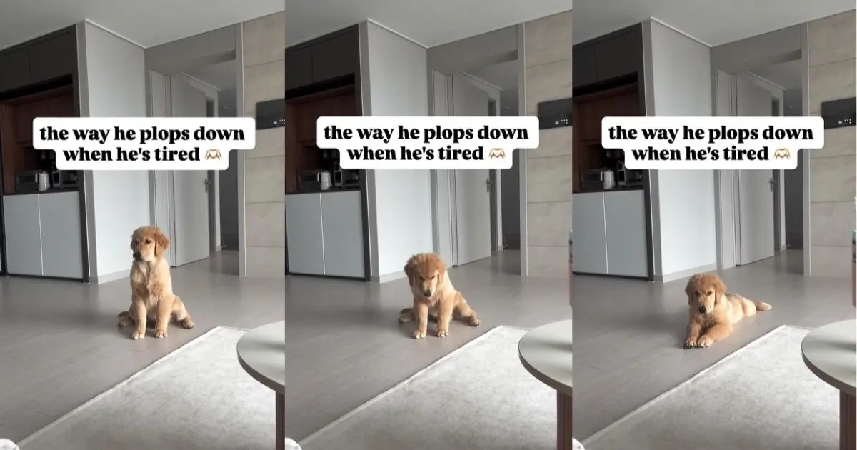 Featured image for Adorable Golden Retriever Puppy Sinks Into Sleep in Cute Video