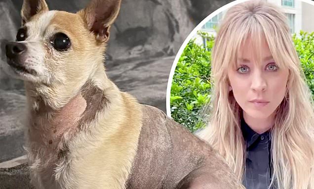 Kaley Cuoco's Dog Undergoes Intense Surgery to Remove Plant, Days Away from Life-Threatening Complications