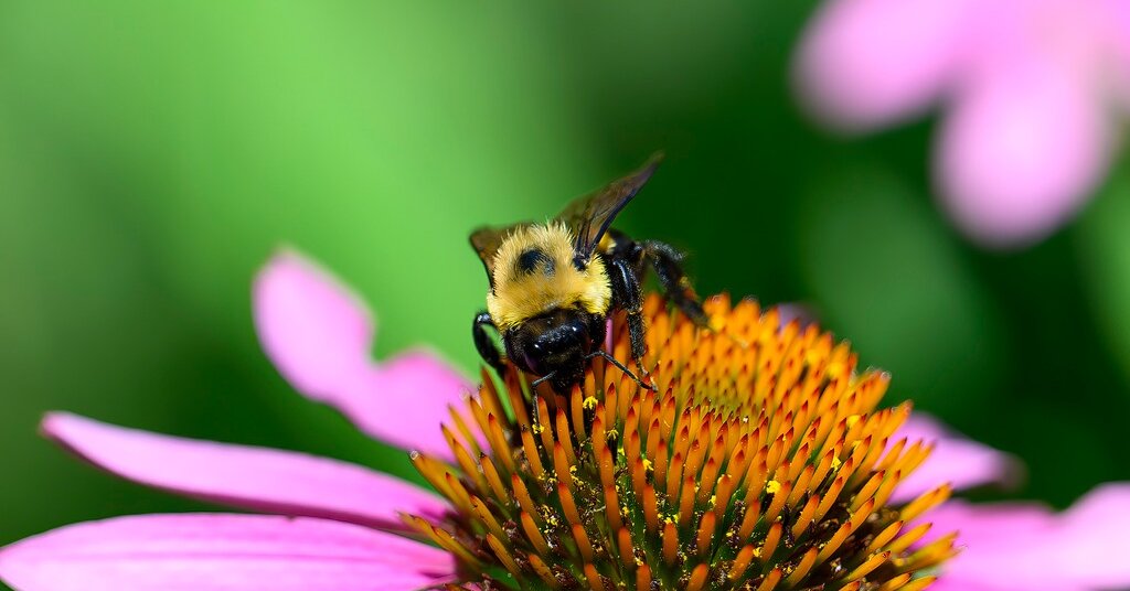 Featured image for "December 18, 2023 Spelling Bee Answers Revealed"