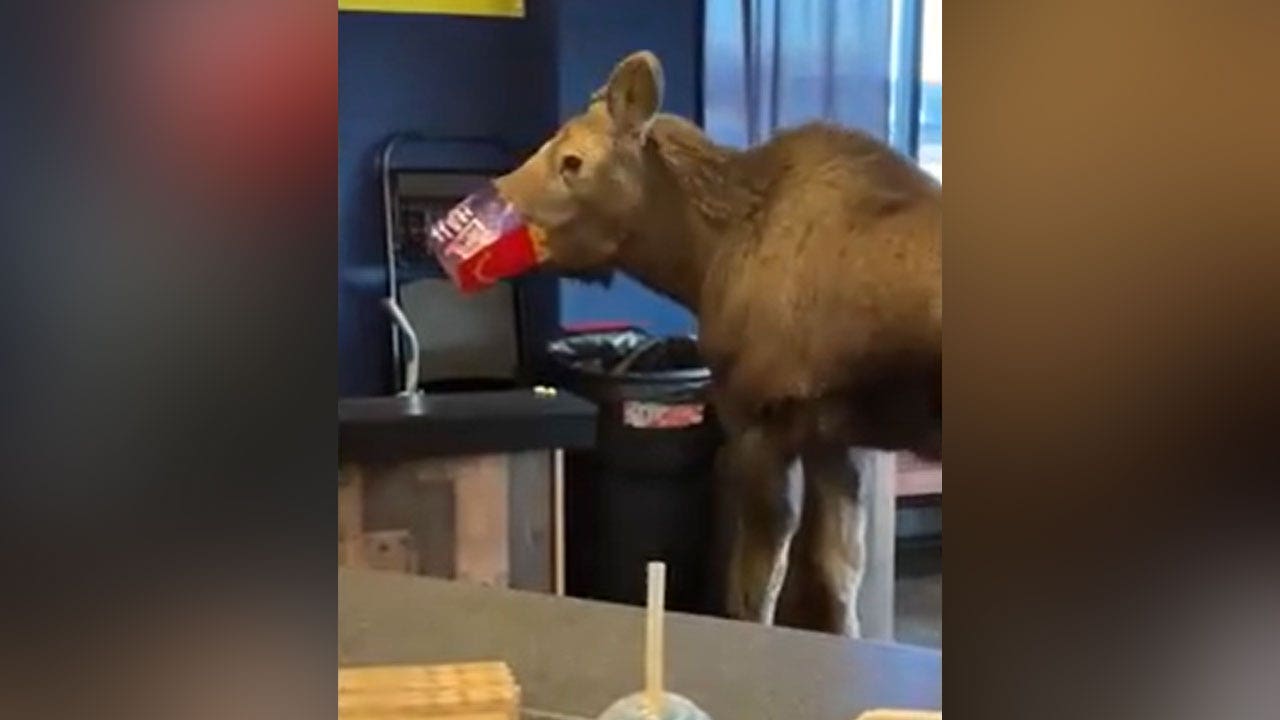 Moose sneaks into movie theater for snacks and Happy Meal