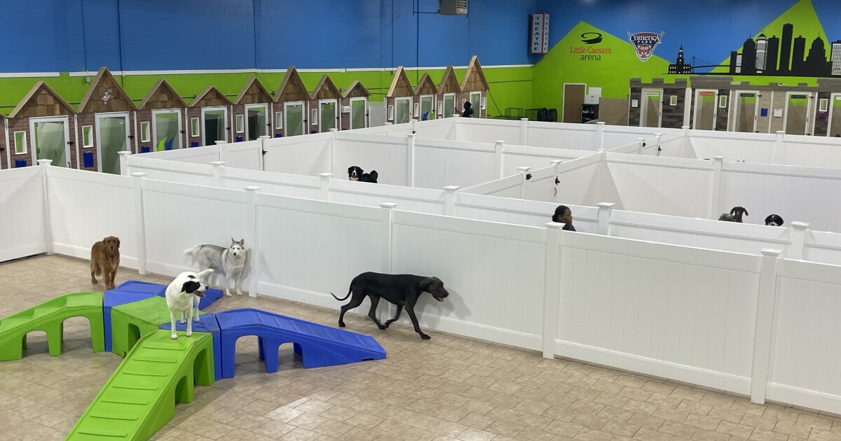 Featured image for Unraveling the Mystery: Dog Illness Impacts Businesses and Sparks Veterinary Research