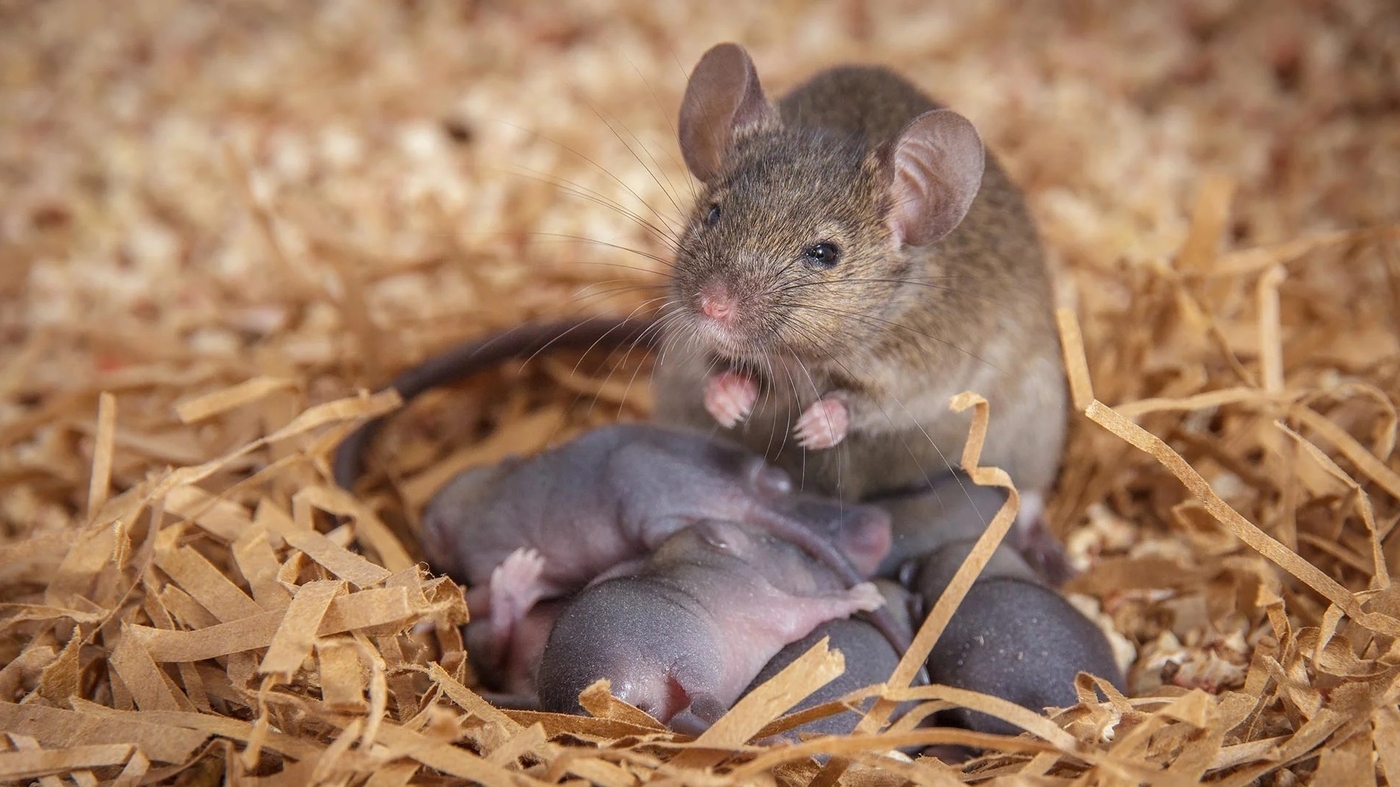 "Pregnancy Hormones Leave Lasting Impact on Lab Mouse Brains, Study Finds"