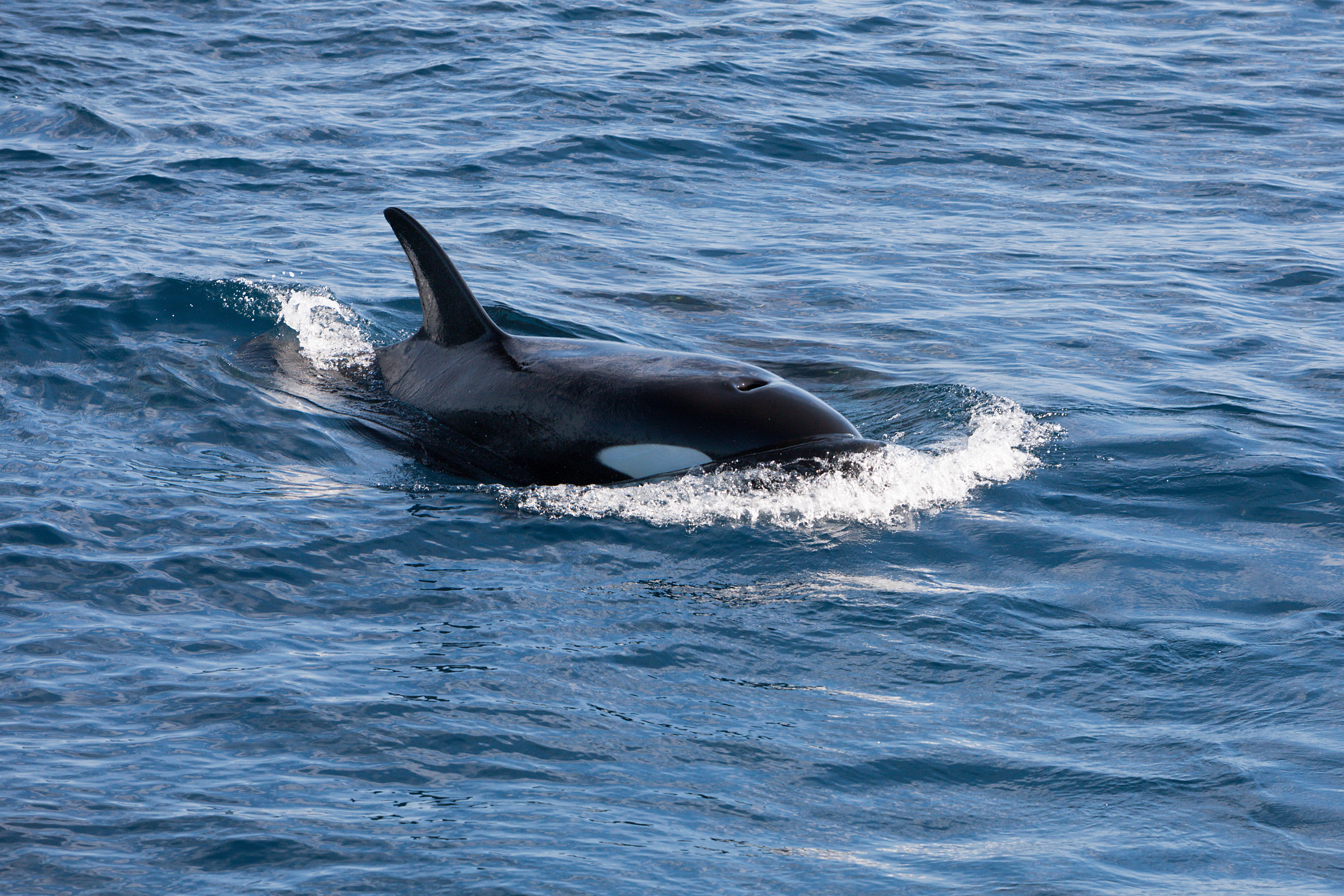 The Revenge of the Killer Whales: Attacking Boats in Southern Europe.