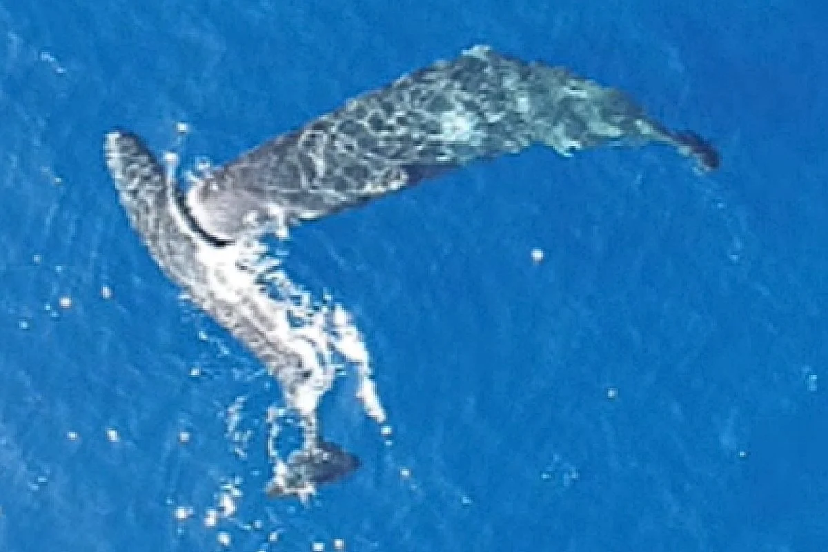 First On-Camera Sperm Whale Headbutts Documented, Initiated by Young Whales