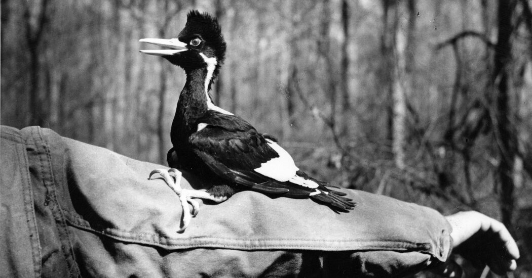 The Mysterious Fate of a Vanished Bird Captured on Grainy Video.