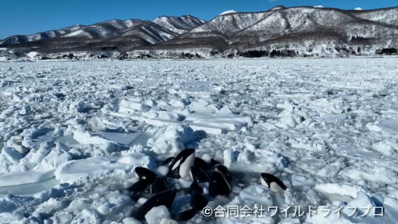 "Killer Whales Trapped in Ice Off Japan's Coast"