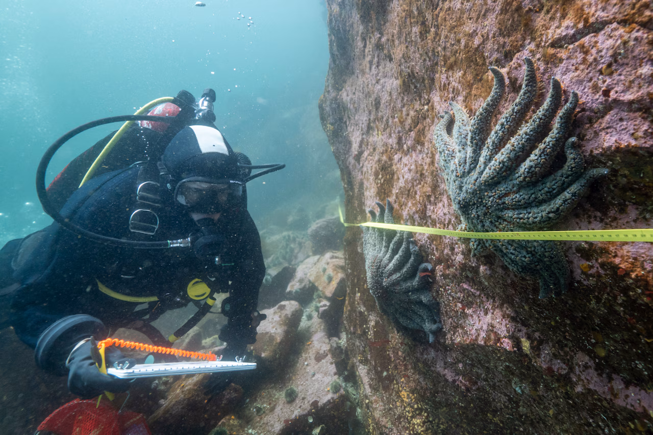 Featured image for Scientists Identify Vibrio Strain as Cause of Massive Sea Star Die-Offs