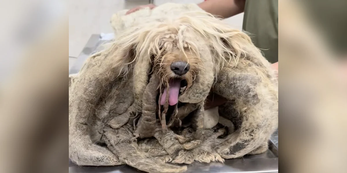 Featured image for Lonely Rooftop Dog Finds Hope