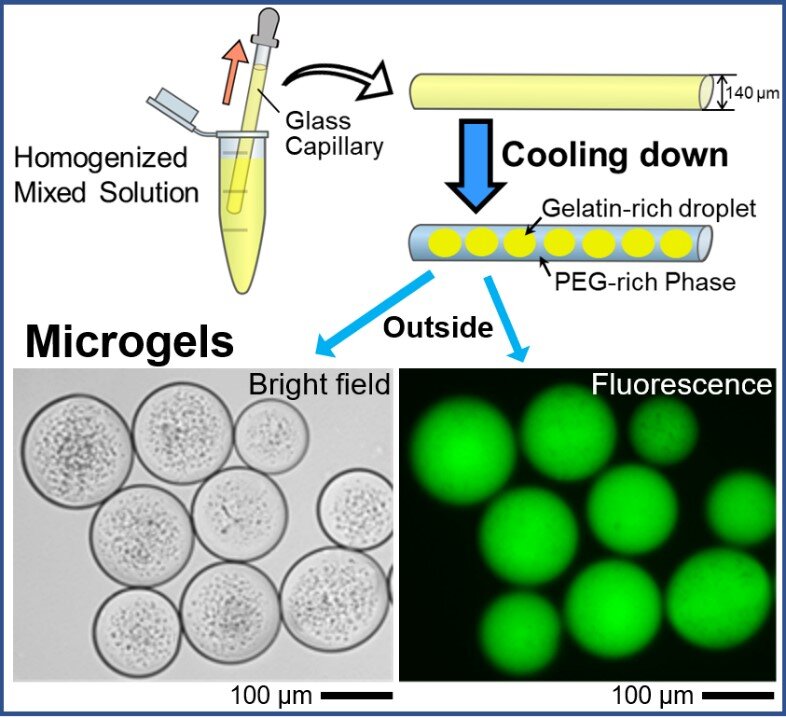 Featured image for Uniform DNA-encapsulating microgels mimic living cells.