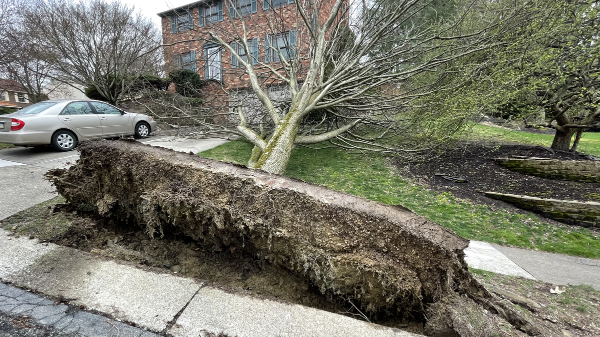 Featured image for Weekend Wind Warnings: Prepare for Power Outages and Damaging Gusts