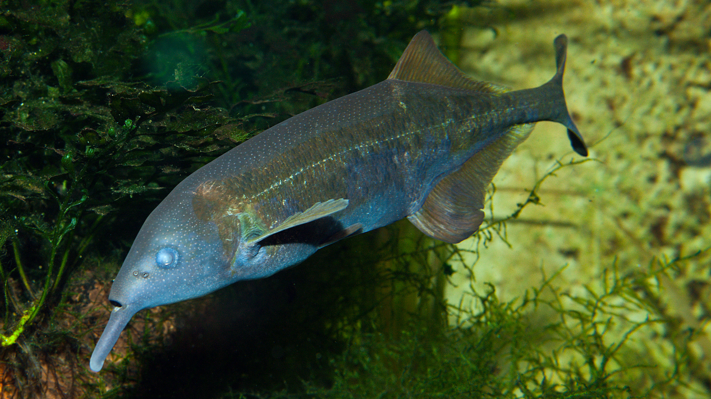 Featured image for "Electric Fish: Collective Sensing and Shared Rhythms"