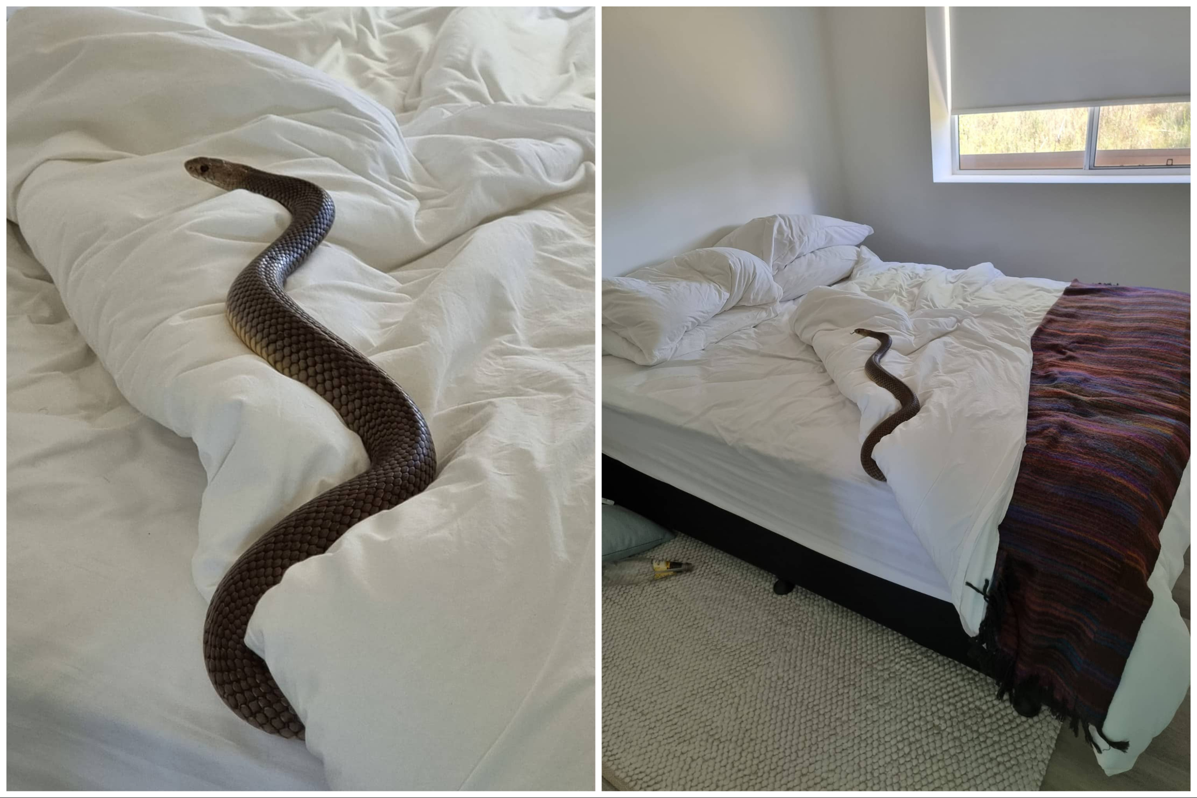 Featured image for Woman's Bed Horror: Deadly 6ft Snake Found