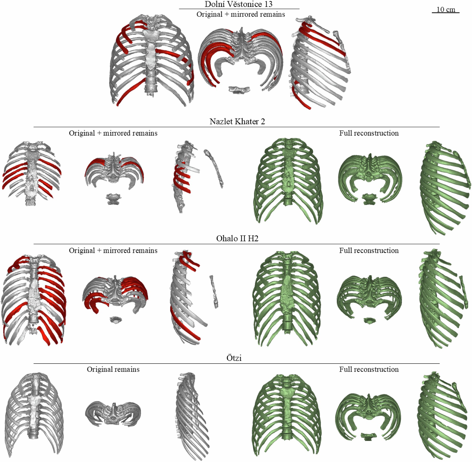 Featured image for Study Finds Connection Between Ribcage Shape and Climate