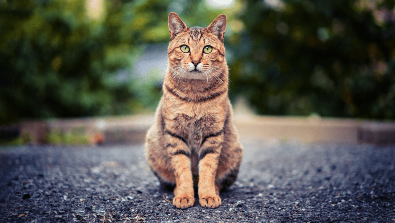 Featured image for Rabies Outbreak in Morgantown Linked to Feral Cat Colony