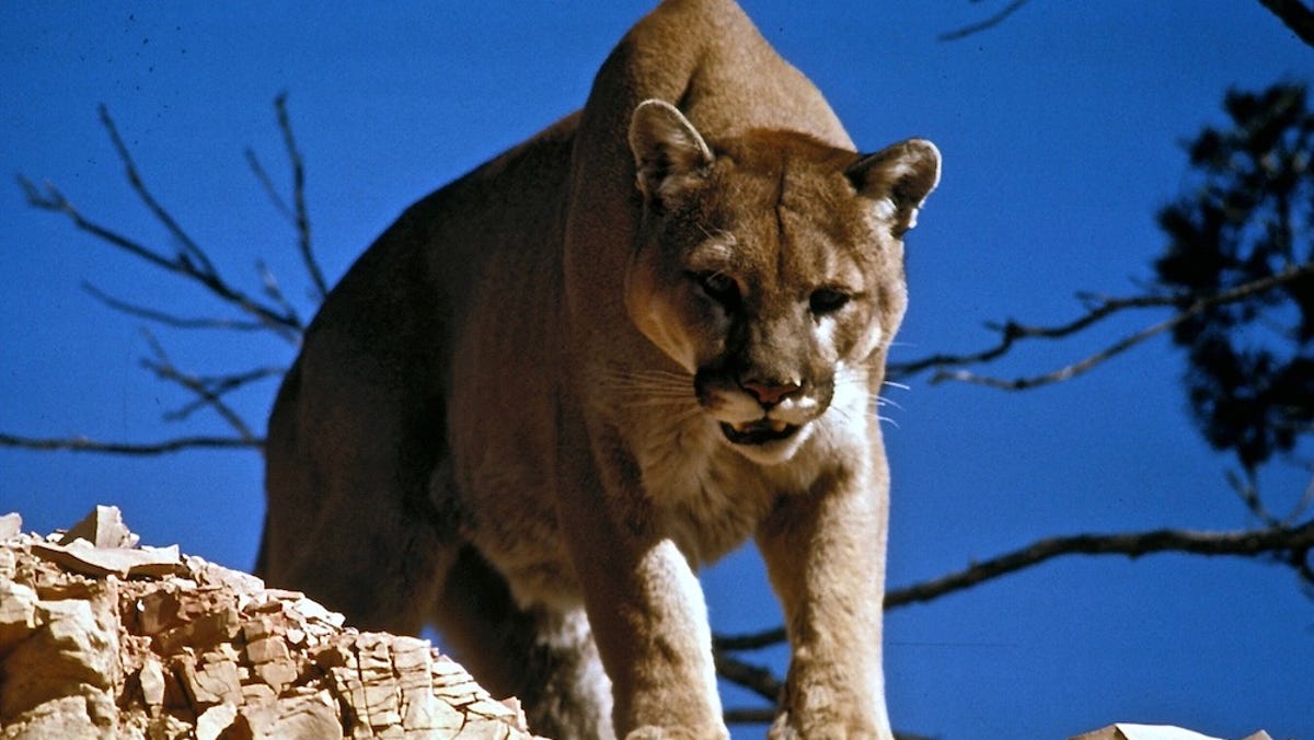 Mountain Lion Attacks Man in Hot Tub and Rafters in Arizona.