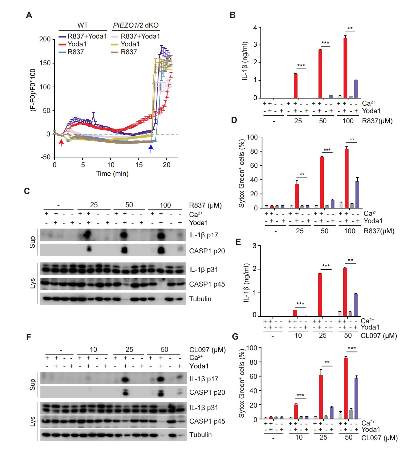 Featured image for "Uncovering the Role of the 'Inflammasome' in a Rare Autoimmune Disorder"
