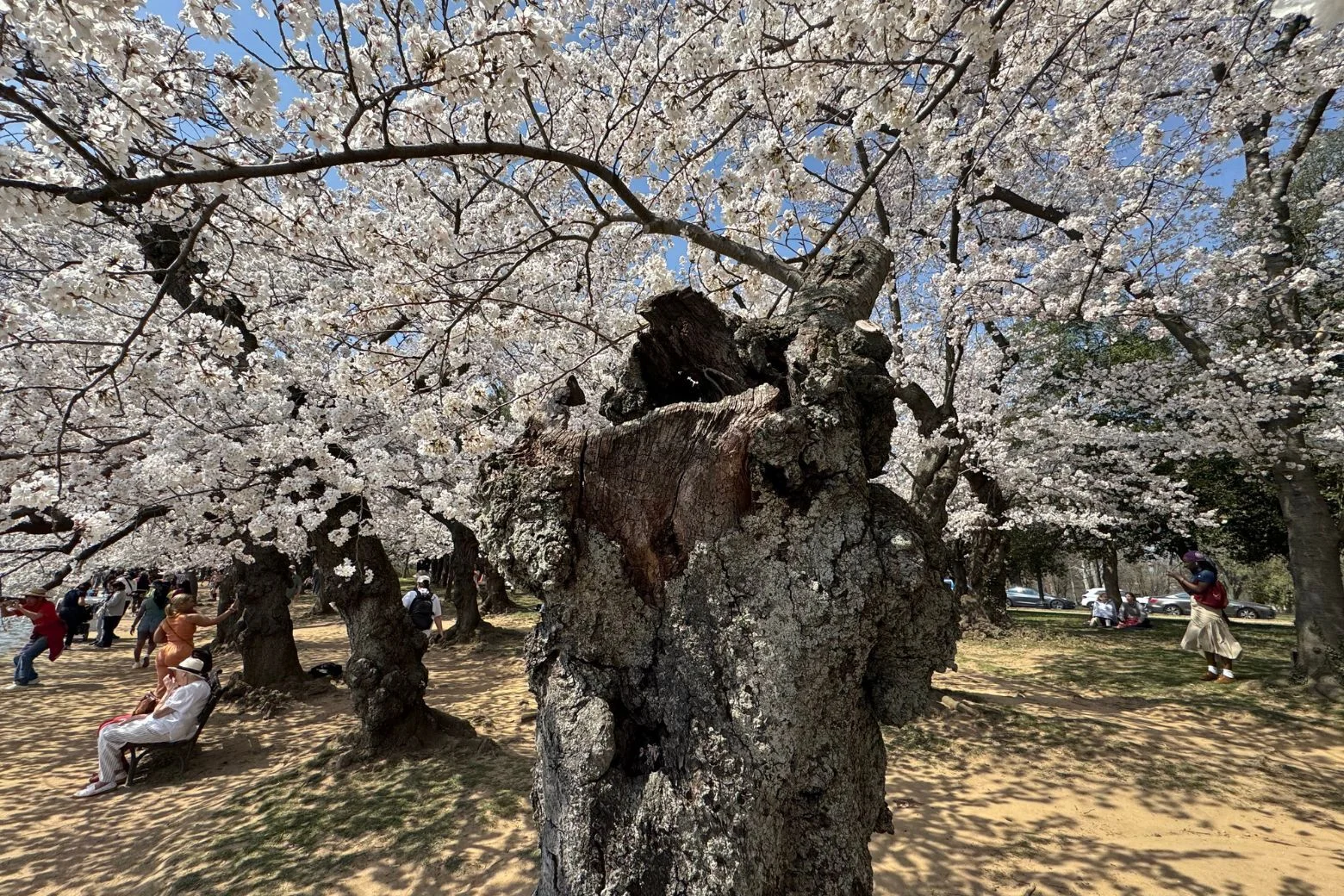 Hollow-Trunk Cherry Tree Steals the Show at DC Peak Bloom