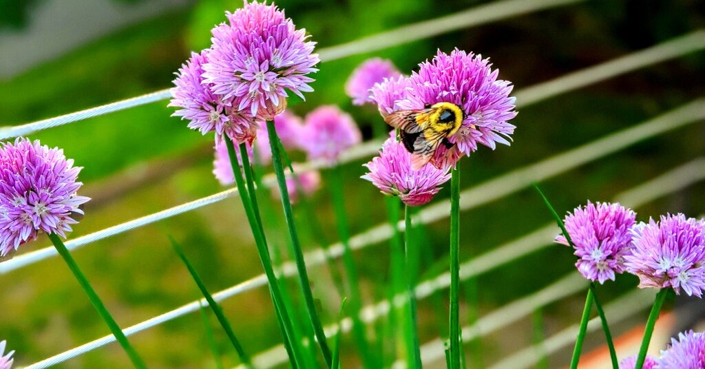 Featured image for "Winners and Words: November 5, 2023 Spelling Bee Answers"