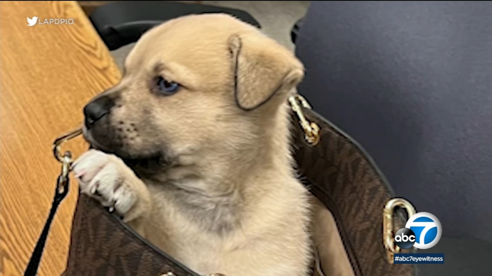 Puppy survives being thrown from car during LAPD chase.