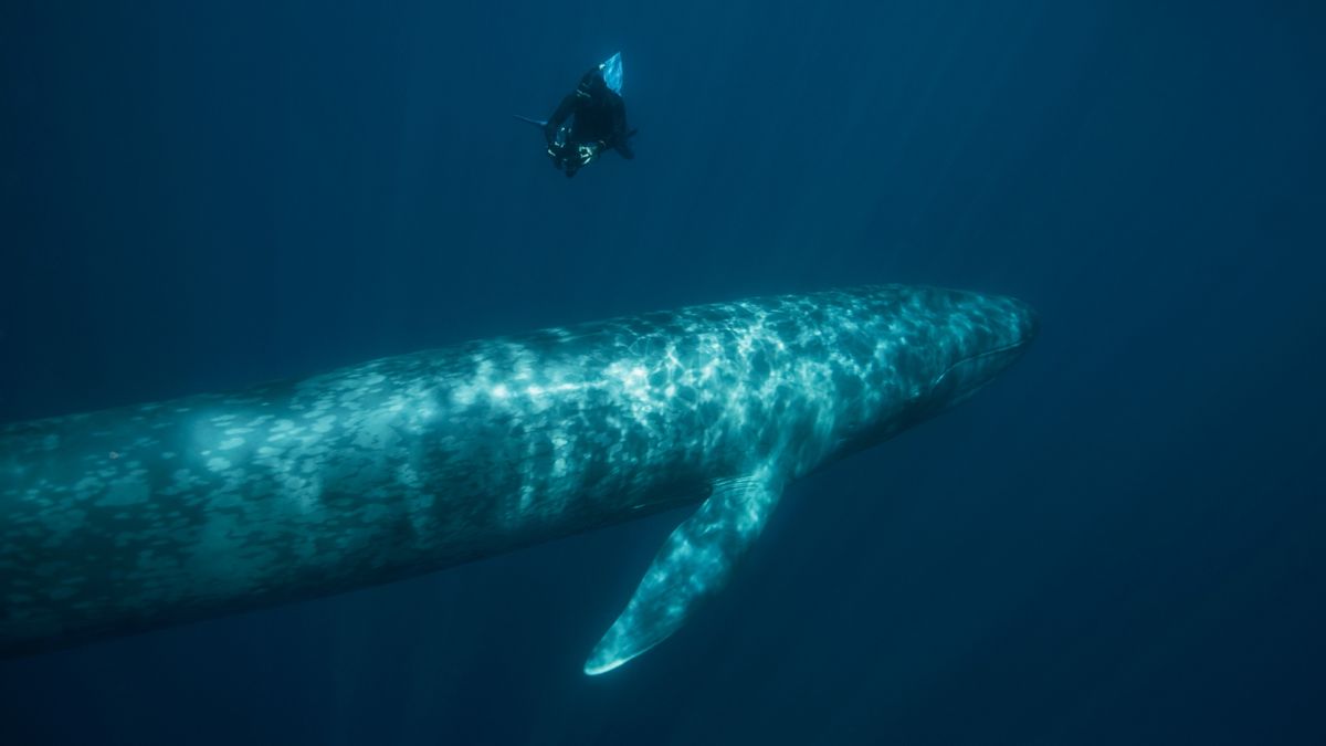 Featured image for "Surprising Discovery: Blue Whales Found to Have Hybrid Offspring with Other Species"